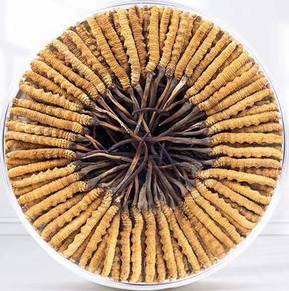 富蕴冬虫夏草回收